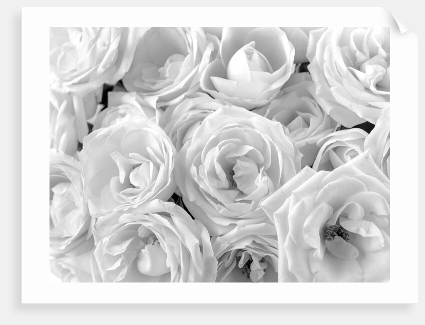 Full frame of roses by Assaf Frank